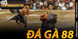 Đá Gà 88 - Trò Chơi Cá Cược Đỉnh Cao Tại Thomo 2025