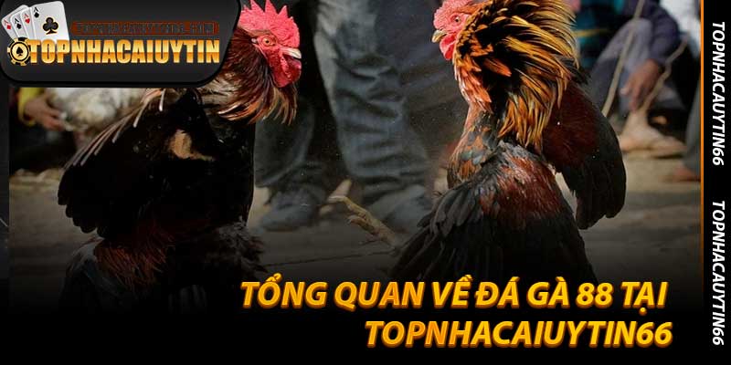Tổng Quan Về Đá Gà 88 Tại Topnhacaiuytin66