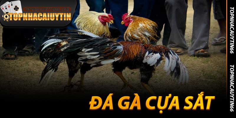 Đá Gà Cựa Sắt - Trò Chơi Cá Cược Kiếm Tiền Nhiều Ở 2025