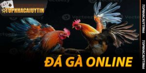 Đá Gà Online - Trò Chơi Cá Cược, Chay Bo Kịch Tính 2025