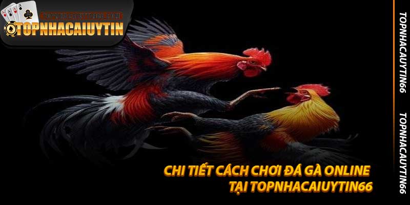 Chi Tiết Cách Chơi Đá Gà Online Tại Topnhacaiuytin66