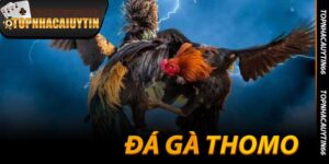 Đá Gà Thomo - Đấu Trường Rực Lửa Kiếm Tiền Đỉnh Cao 2025