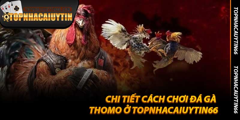 Chi Tiết Cách Chơi Đá Gà Thomo Ở Topnhacaiuytin66