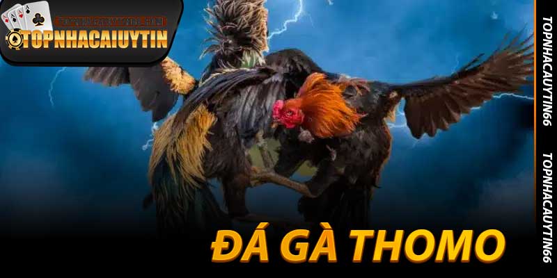 Đá Gà Thomo - Đấu Trường Rực Lửa Kiếm Tiền Đỉnh Cao 2025